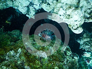 Scorpion fish