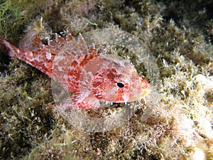 Scorpion Fish