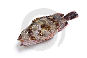 Scorpion fish