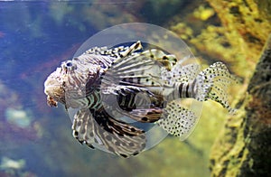 Scorpion fish