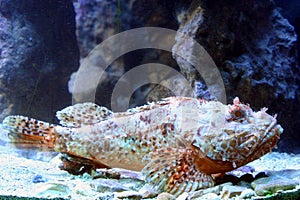 Scorpion Fish 4