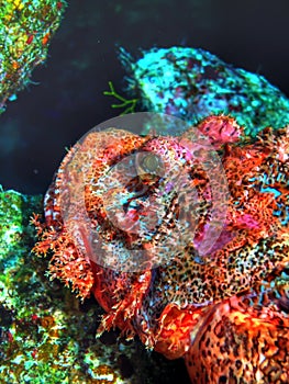 Scorpion Fish