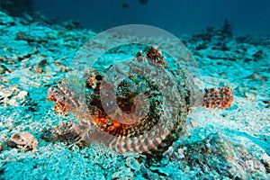 Scorpion fish - Andaman Sea photo