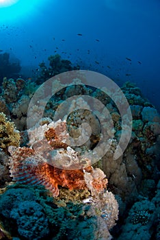 Scorpion fish on coral reef