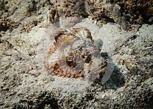 Scorpion fish disguising at the bottom of the Indian Ocean