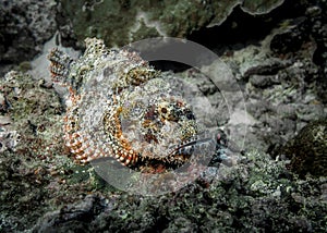 Scorpion fish disguising among sea sponge on a coral reef
