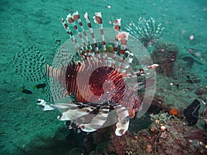 Scorpion fish, Papua