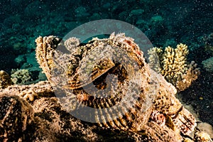 Scorpion fish in the Red Sea