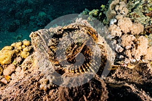 Scorpion fish in the Red Sea