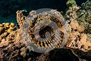 Scorpion fish in the Red Sea