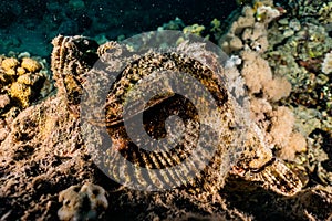 Scorpion fish in the Red Sea