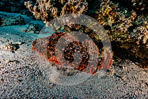 Scorpion fish in the Red Sea