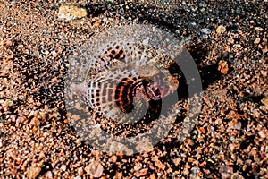 Scorpion fish in the Red Sea