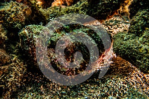 Scorpion fish in the Red Sea