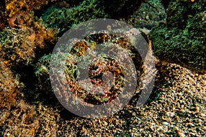 Scorpion fish in the Red Sea