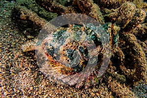 Scorpion fish in the Red Sea