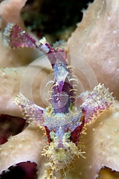 Scorpion fish on reef. Indonesia Sulawesi photo