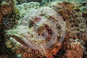 Scorpion fish On the seabed in the Red Sea