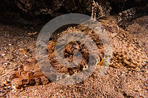 Scorpion fish On the seabed in the Red Sea