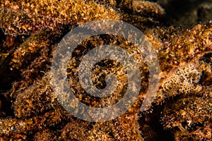 Scorpion fish On the seabed in the Red Sea