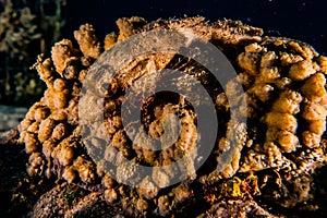 Scorpion fish On the seabed in the Red Sea