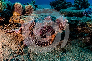 Scorpion fish On the seabed in the Red Sea