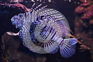 The Scorpion fish, Trachinus draco, also called spider or pout fish, escarapote, sabirÃ³n or salvario, is a fish of the family