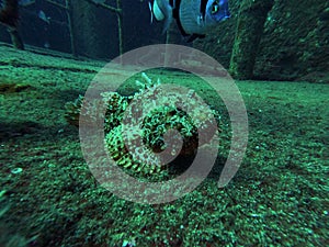 scorpion fish waiting to hunt photo