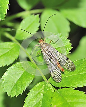 Scorpion Fly