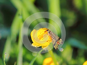 Scorpion fly.