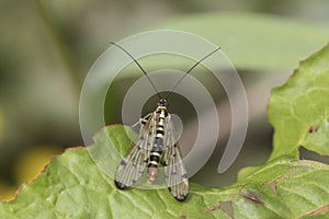 Scorpion fly on leaf