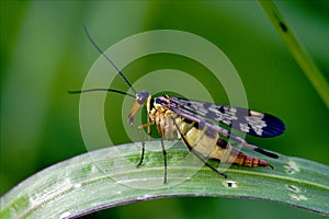 Scorpion Fly Panorpa Panorpidae photo