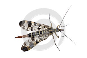 Scorpion fly on white background