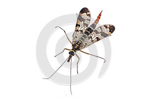 Scorpion fly on white background