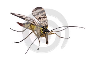 Scorpion Fly on white background