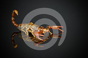 Scorpion on glass