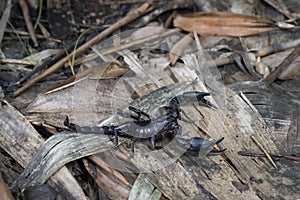 Scorpion on the ground floor in Southeast Asia.