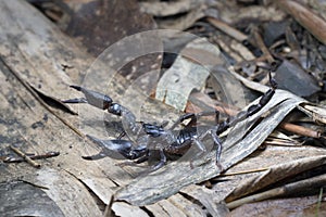 Scorpion on the ground floor in Southeast Asia.