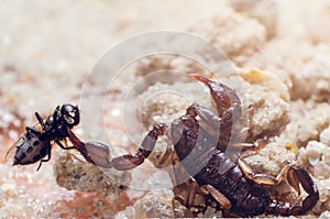 Scorpion holds claws caught fly, close up