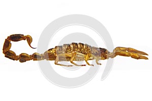 Scorpion - Hottentotta on white background