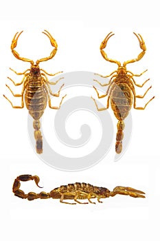 Scorpion - Hottentotta on white background