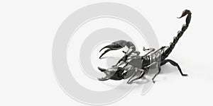 scorpion isolate on white background