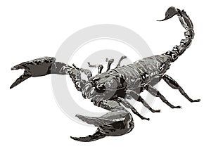 Scorpion isolated