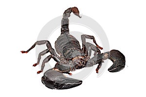 Scorpion Isolated On White