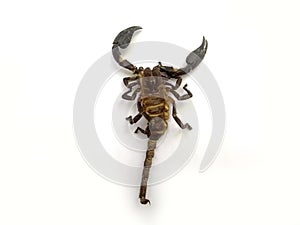 Scorpion isolated on a white background. Scorpions die on a white background.Thai Scorpion.