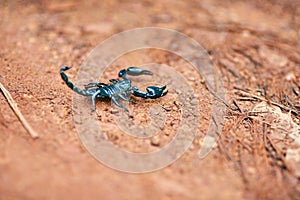 Scorpion, land and desert with sand in nature of wildlife or species with big pincers and small tail in savanah. Tiny photo