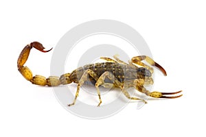 Scorpion (Lychas mucronatus) on white background