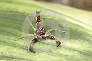 Scorpion Mimic Jumping Spider in defensive mode photo