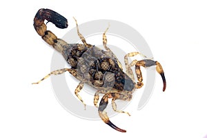 Scorpion mother with a baby on the back isolated on a white background