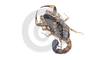 Scorpion mother with a baby on the back isolated on a white background